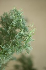 ChamaecyparisThyoidesHopkisonFoliageClose.jpg