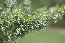 JuniperusVirginianaCanaertiiFoliageAndFruit.jpg