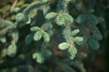 PiceaAspertaFoliageInSpring.jpg