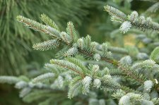PiceaJezoensisFoliage (1).jpg