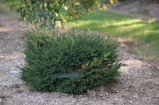 PiceaOrientalisShadow'sBroomHabit.jpg