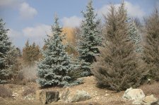 PiceaPungensHoopsiHabitInWinter (2).jpg