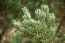 PinusCembroidesEdulisFoliage.jpg