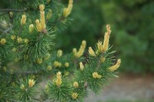 PinusContortaTaylor'sSunburstSpringFoliage (2).jpg