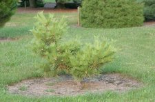 PinusDensifloraAureaHabit.jpg