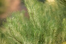 PinusDensifloraBurke'sRedVariegatedFoliage.jpg