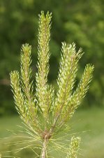 PinusDensifloraGoldenGhostFoliage.jpg