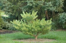 PinusDensifloraJoeStupkaSelectionHabit.jpg