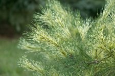 PinusDensifloraJoeStupkaSelectionFoliage.jpg
