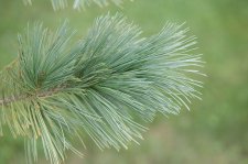 PinusFlexilisExtraBlueFoliage.jpg