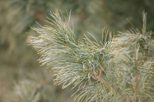 PinusKoraiensisFoliage.jpg