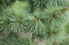 PinusKoraiensisTabuliformisFoliage.jpg