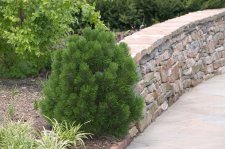 PinusLeucodermisGreenBunHabit.jpg