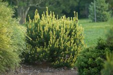 PinusLeucodermisShiraHabitInSpring.jpg