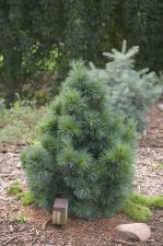 PinusMonticolaNana.jpg