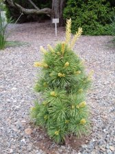 Pinus parviflora 'Goldilocks' May 2006.jpg