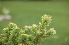 PinusParvifloraGoldilocksFoliage.jpg