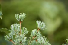 PinusParvifloraMiyaJimaFoliageClose.jpg