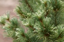 PinusParvifloraTaniManoUkiFoliageClose (1).jpg