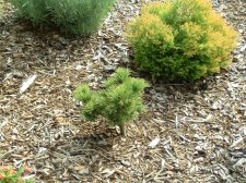 P flexilis 'red hill'.jpg