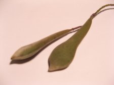 IMG_1117.jpg