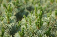 PinusPumilaDwarfBlueFoliage (2).jpg