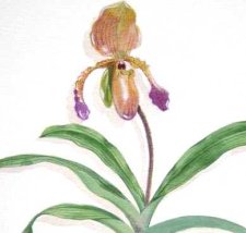 Paphiopedilum gld (crpd)72r5.jpg