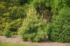 PinusStrobusBennet'sDragonsEyeHabit.jpg