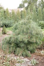 PinusStrobusDoug'sWeepingHabit (1).jpg