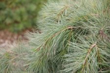 PinusStrobusDoug'sWeepingFoliage.jpg