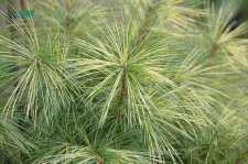PinusStrobusGoldCandleFoliage (1).jpg