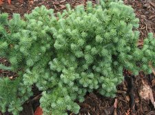 Larix-Varley.jpg