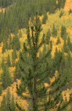 Pinus contorta subsp. latifolia Winter Park, Colorado.jpg
