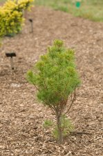PinusStrobusVeracurveHabit.jpg