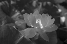 LotusFlowerWhite (2)BNWGlow.jpg