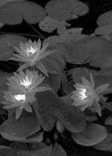 NymphaeaTropicalFlowersAndFoliage (3)BNWGlow.jpg