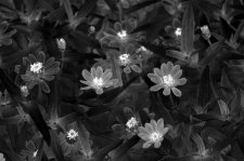 ZinniaProfusionApricotFlowersPortraitBNWGlow.jpg