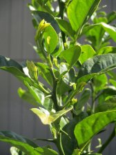 citrumeloApril2025.jpg