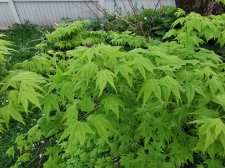 IMG_20250423_184718.jpg