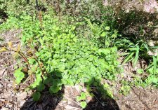 Pachyphragma macrophyllum-Caucasian penny cress_UBCBG_Cutler_20250422_132608.jpg