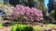 Rhododendron 'Wakehurst'_UBCBG_Cutler_20250422_131454.jpg