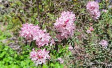 Rhododendron pubescens_UBCBG_Cutler_20250422_132304.jpg
