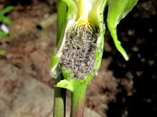 ARUM  ITALICUM 23-05-2012 15-56-46.JPG