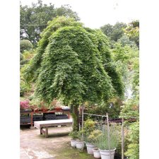 Acer-palmatum-Ryusen-001-Kobayashi-Maple-Nursery-Japan-6-06.JPG
