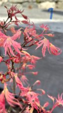 IMG_3894.jpeg