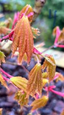 IMG_3930.jpeg
