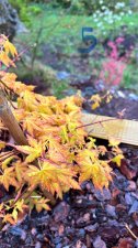 IMG_3931.jpeg