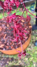 IMG_3940.jpeg