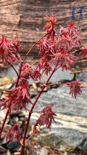 IMG_3988.jpeg