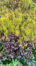 IMG_4019.jpeg